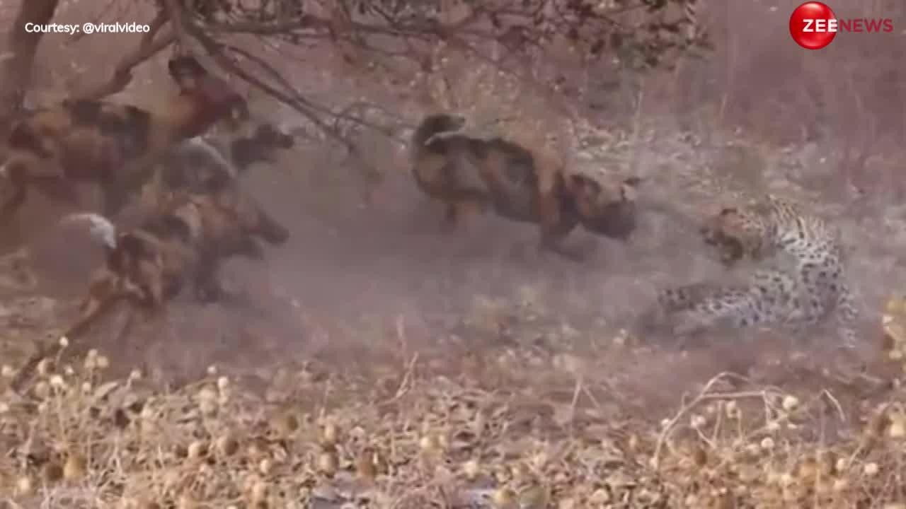 leopard Dog Video: कुत्तों ने निकाली तेंदुए की हवा, ऐसी-ऐसी जगह नोचा, बिल्ली की तरह दूम दबाकर भागा जंगल का शिकारी