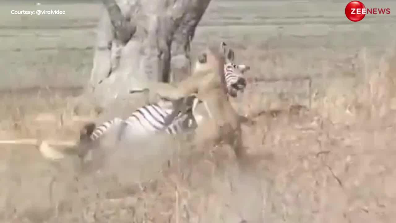 Lion Scary Video: शेर ने एक झटके में उड़ा दिए जेब्रा के चिथड़े, चीर फाड़ का खतरनाक वीडियो देख स्तब्ध रह गए लोग