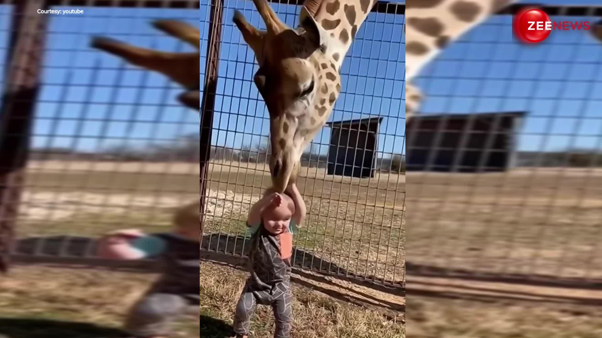 Giraffe video: जिराफ ने छोटे बच्चे को अकेला देख किया ऐसा कि लोग बोल उठे सो क्यूट