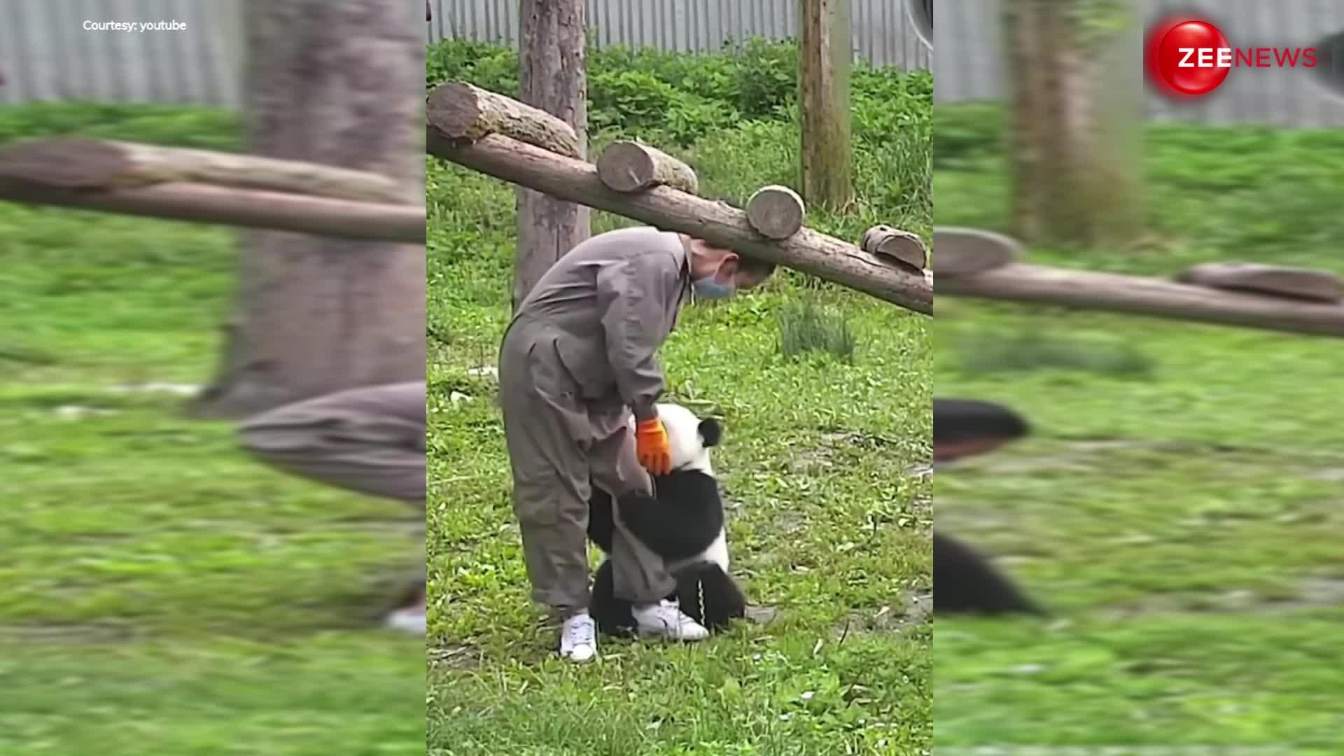 Naughty Panda video: शैतान पांडा ने अपनी केयर टेकर के साथ की ऐसी हरकत देख, लोगों ने बना ली वीडियो