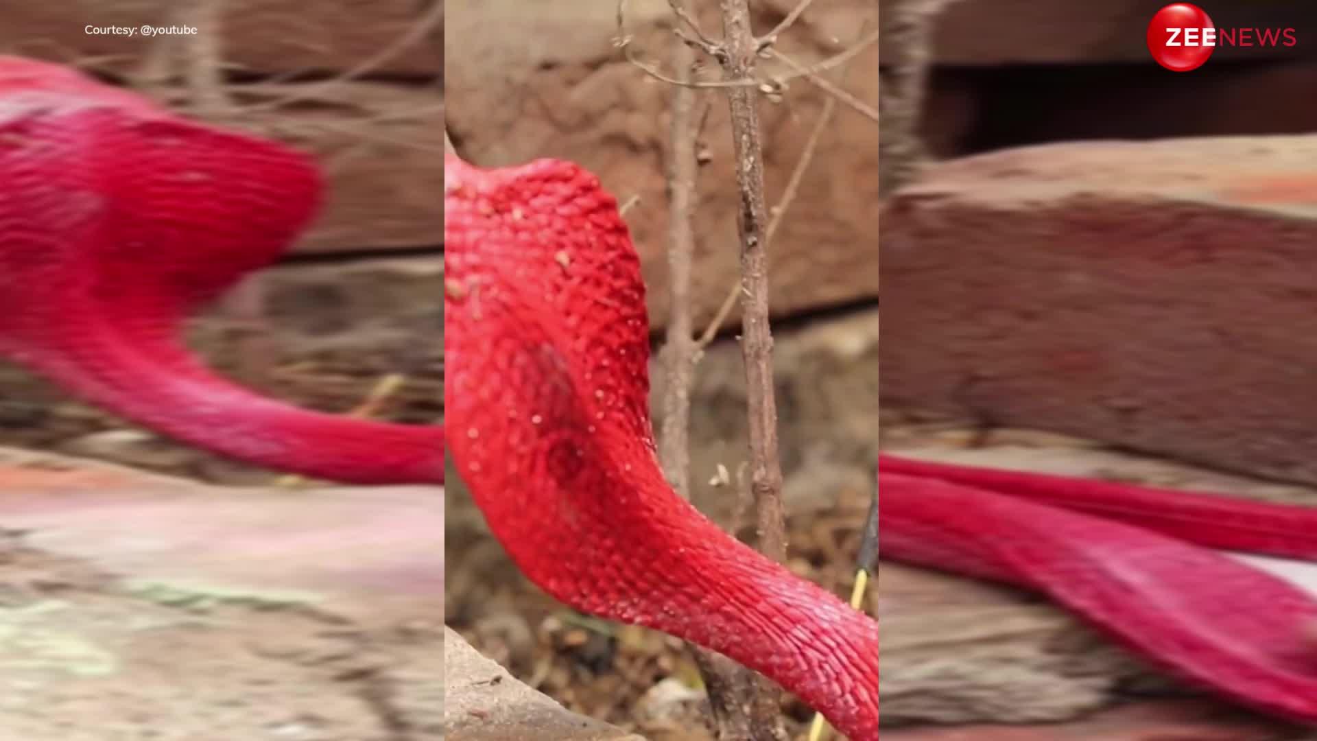 Red king cobra: घर के कोने में घुस आया लाल कोबरा फिर हुआ कुछ ऐसा... देख दंग रह जाएंगे आप