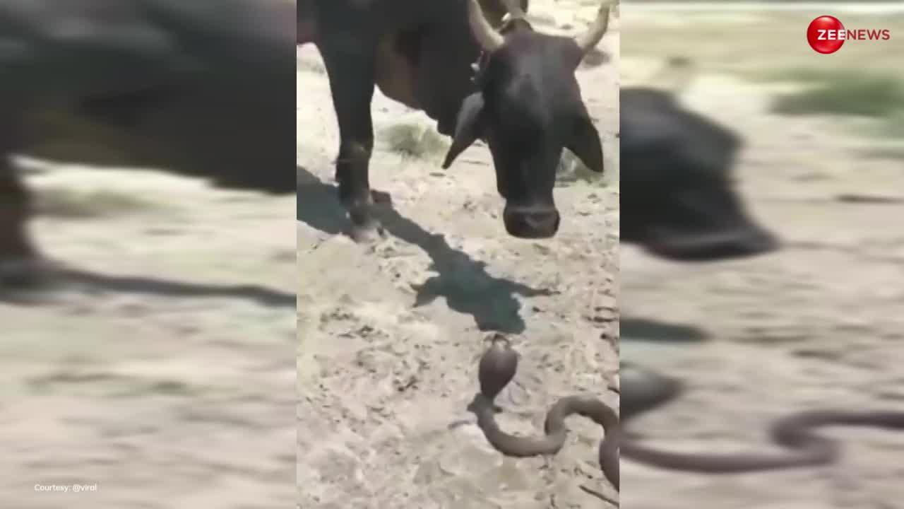 King Cobra Video: आशिक की तरह घूरता रहा कोबरा! गाय ने नहीं दिया भाव तो गुस्से में हुआ लाल, फिर...