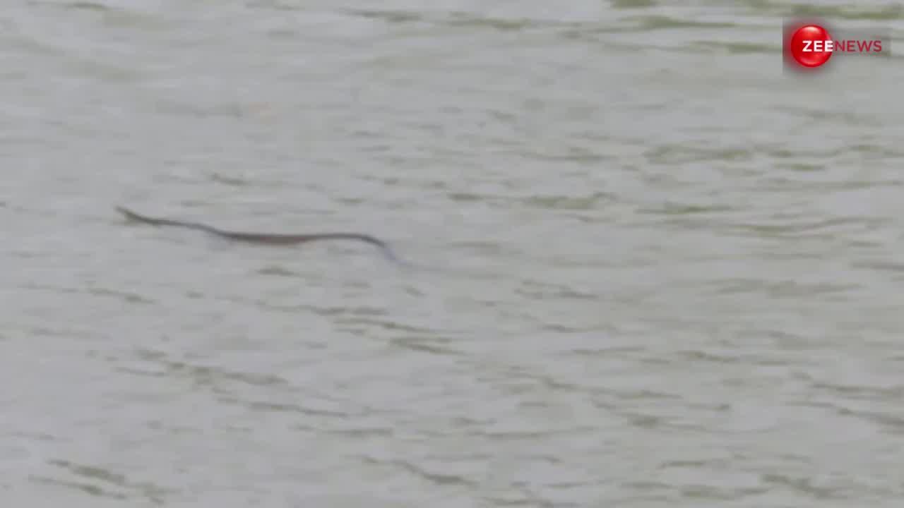 King Cobra: पानी के ऊपर रेंगता दिखा कोबरा, स्लिम बॉडी के साथ इधर से उधर लगा रहा था कैट वॉक