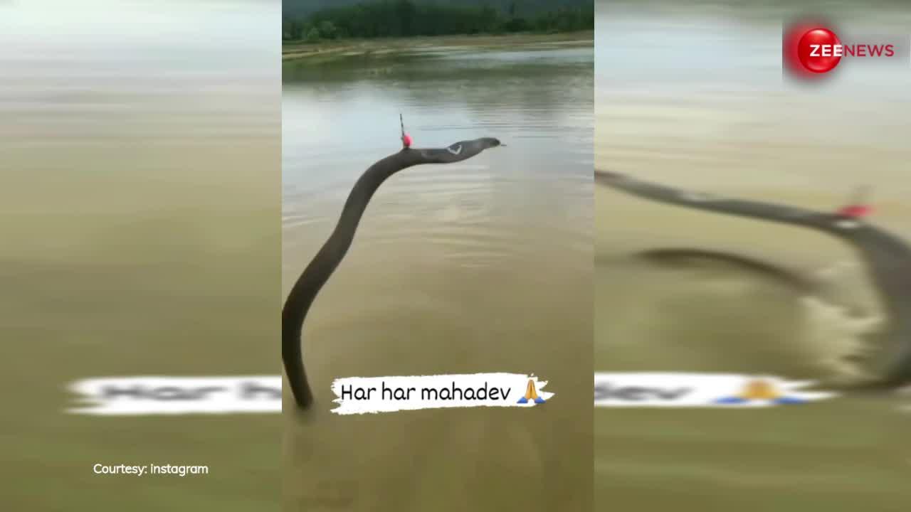 नदी में खड़े होकर King Cobra ने दिखाए ऐसे करतब, लोगों ने रूह कंपा देने वाला वीडियो बनाने में नहीं की देर