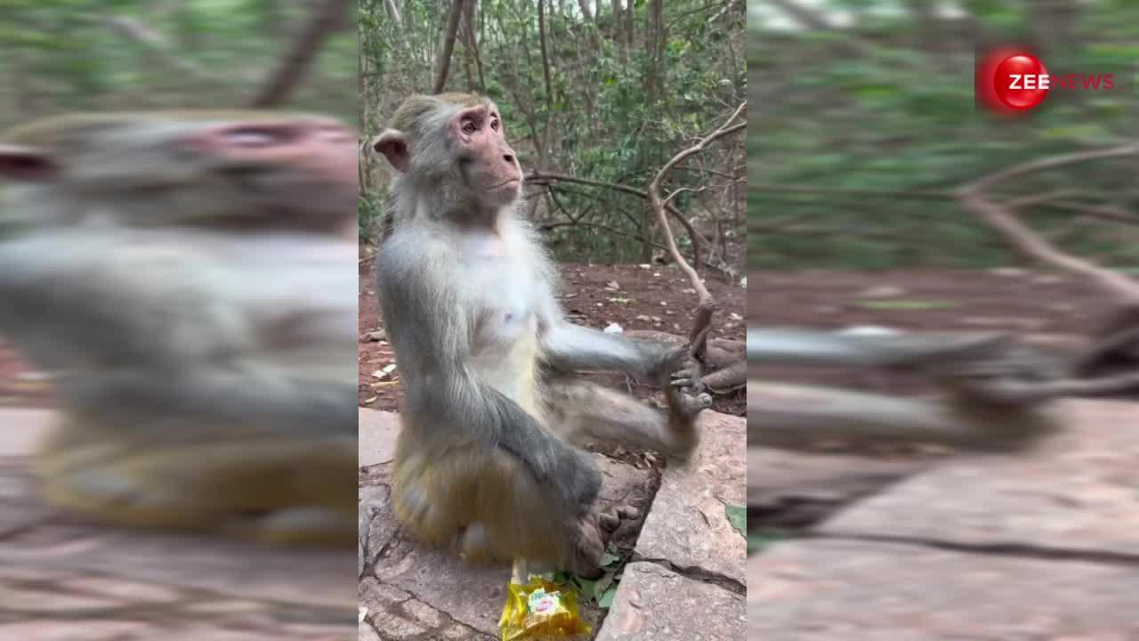 बंदर ने बीच जंगल में किया गजब का मेडिटेशन, देख लोग बोले- Malaika से सीख कर आया है