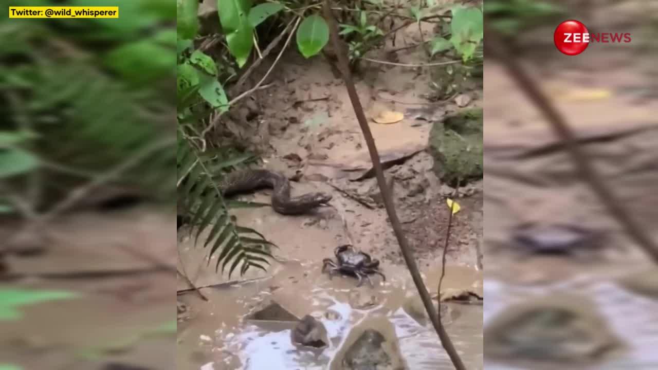 केकड़े से बेबी कोबरा छीन कर खा गया ये खूंखार किंग कोबरा, वीडियो देख आश्चर्यचकित हुए लोग
