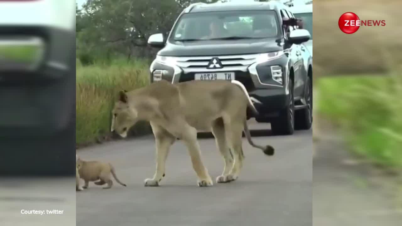 रोड पार करते वक्त ही मां से मस्ती करने लगे दो नन्हे शेर, क्यूट नजारा देख लोगों ने भी रोक दी गाड़ियां