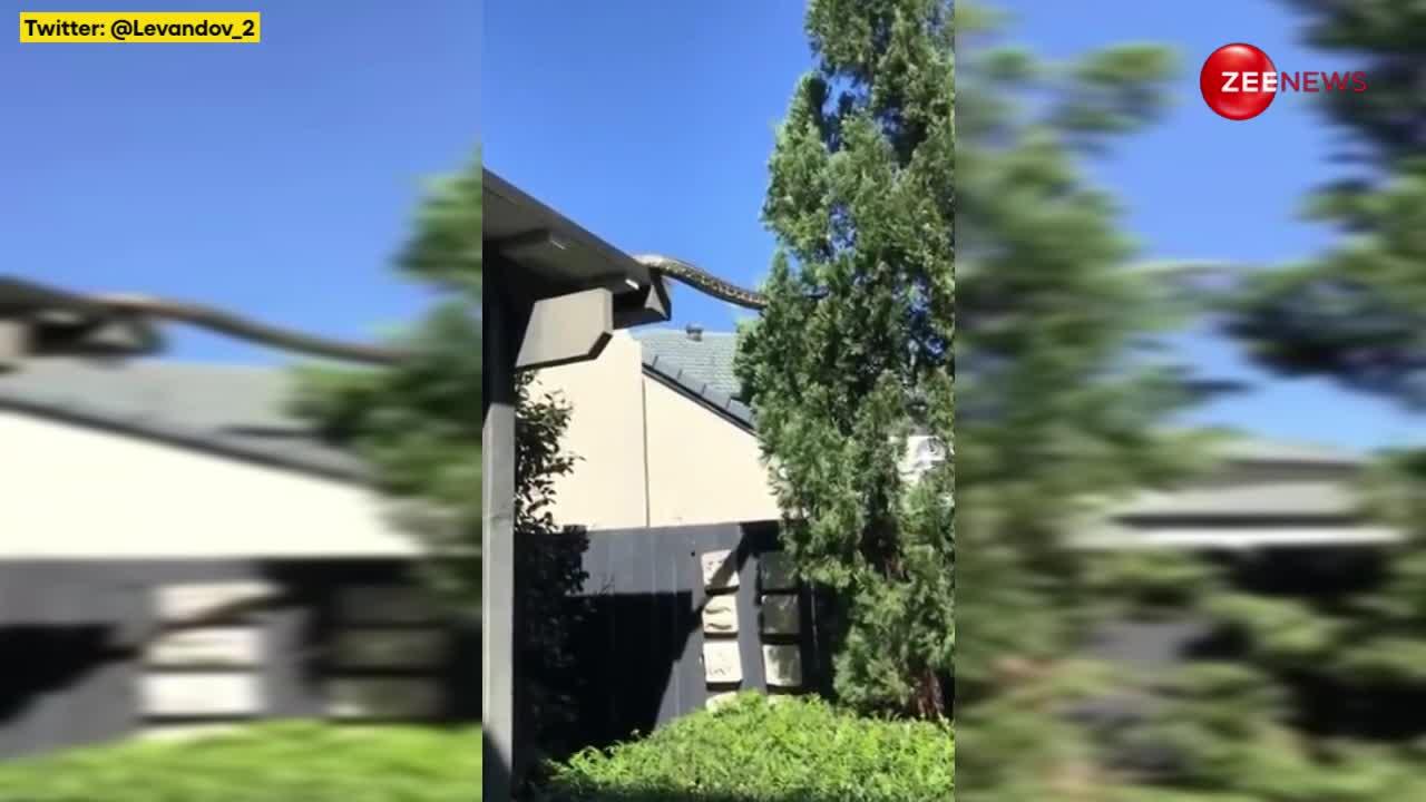 ऑस्ट्रेलिया में घर की छत पर रेंगता दिखाई दिया 16 फुट लंबा अजगर, साइज देख डर के मारे चिल्लाने लगे लोग