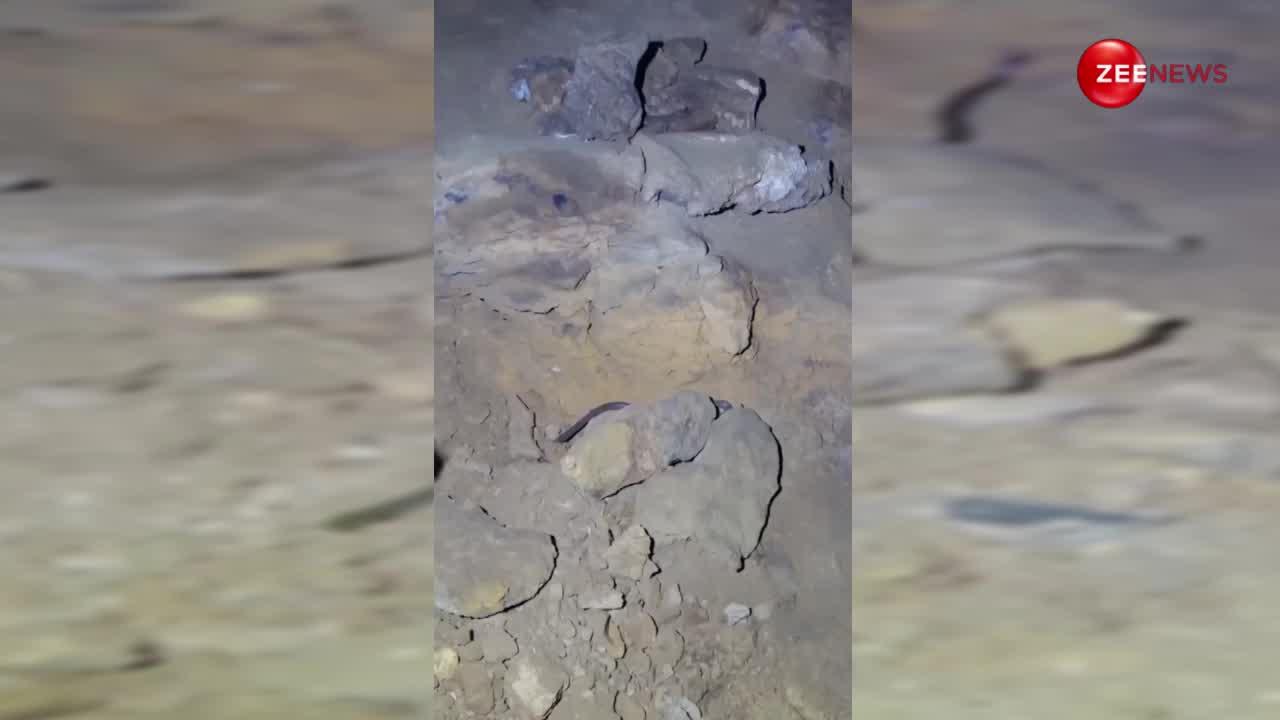 King Cobra: शख्स ने हटाया पत्थर तो नीचे से निकले किंग कोबरा के बच्चे, वीडियो देख कंपकंपी छूट जाएगी