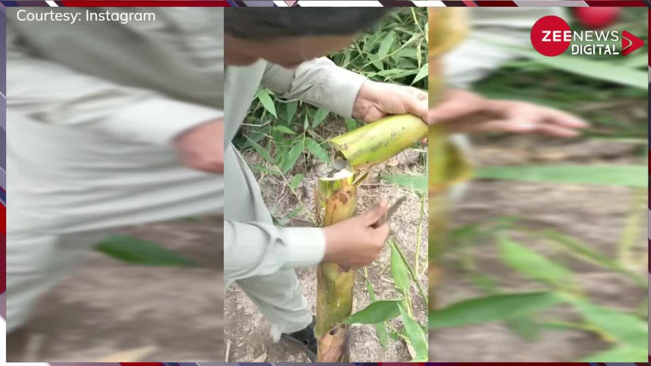 Viral Video: पाकिस्तान ने शुरू की पैसों की खेती, पेड़ों और फलों से निकल रहे नोट...वीडियो देखकर चकरा जाएंगे आप