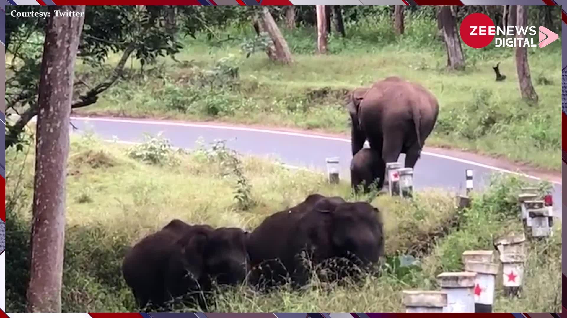 Elephant Video: अपने बच्चे को रोड पार करवा रही थी हथनी तभी किसी ने बना डाला वीडियो! देख लोगों ने कहा-'दिल जीत लिया'
