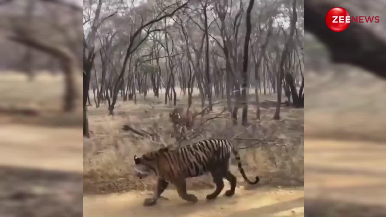 जंगल से वायरल हुआ भयानक वीडियो, आपस में भिड़ गए दो बाघ; दहाड़ सुनकर कांप जाएंगे