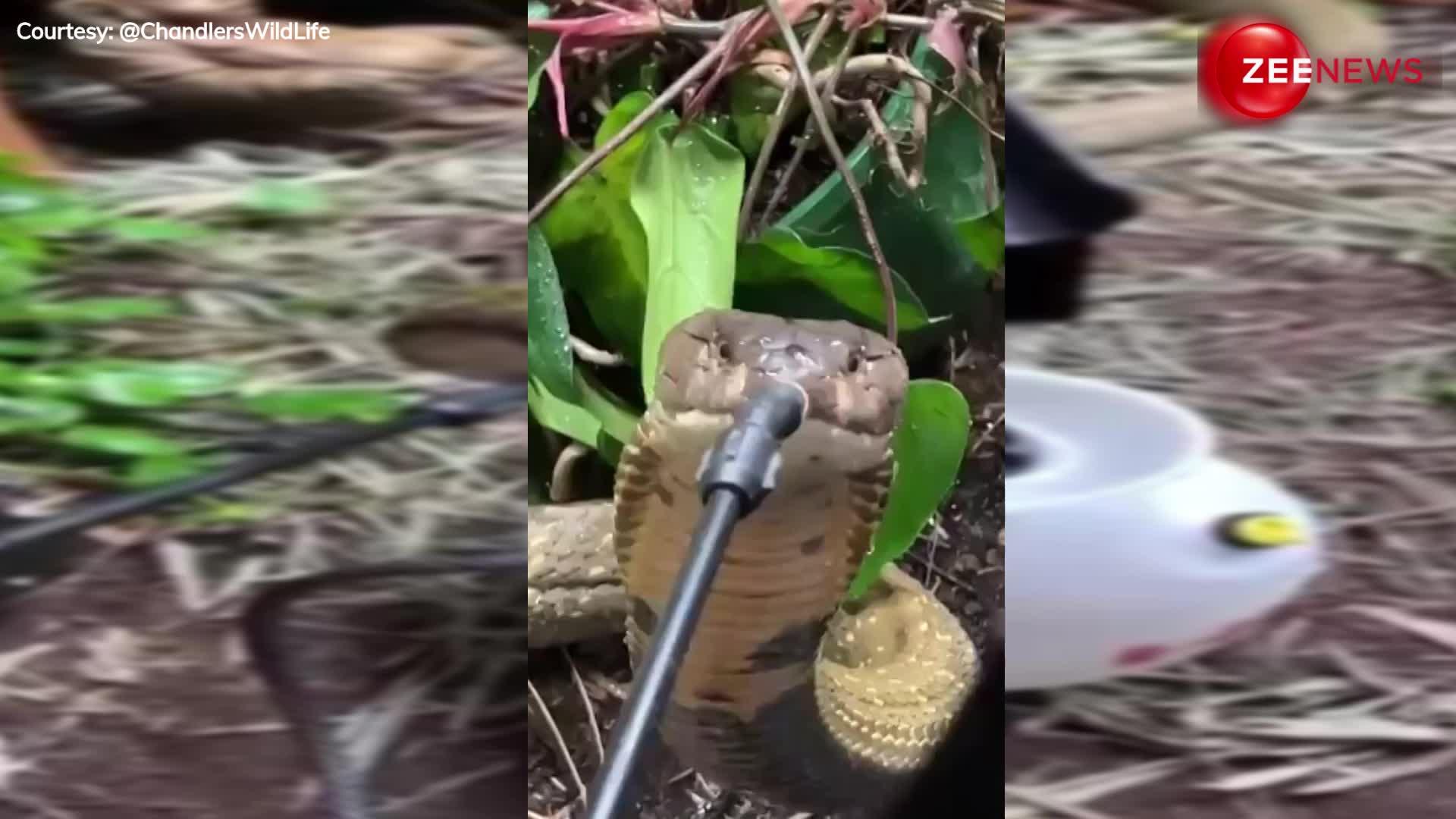Snake Viral Video: सांप को दूध पीते देखा होगा, देखिए कैसे पीता है पानी?