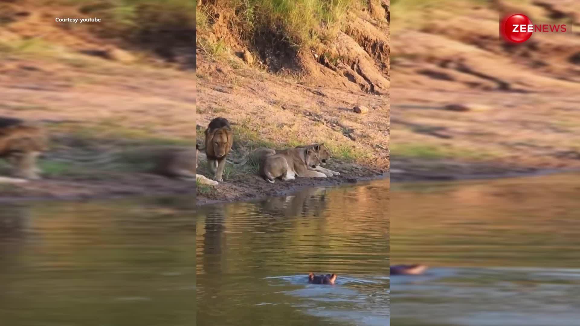 शेर डर गया ! हिप्पो के पानी के बाहर निकलते ही दुम दबाकर भाग निकले शेर