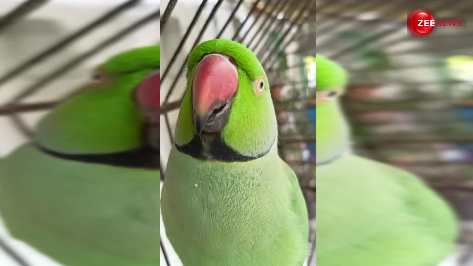 Talking Parrot video:अपने मालिक की आवाज निकालते हुए तोते ने बना लिया अपना वीडियो, देख उड़ गए सबके होश