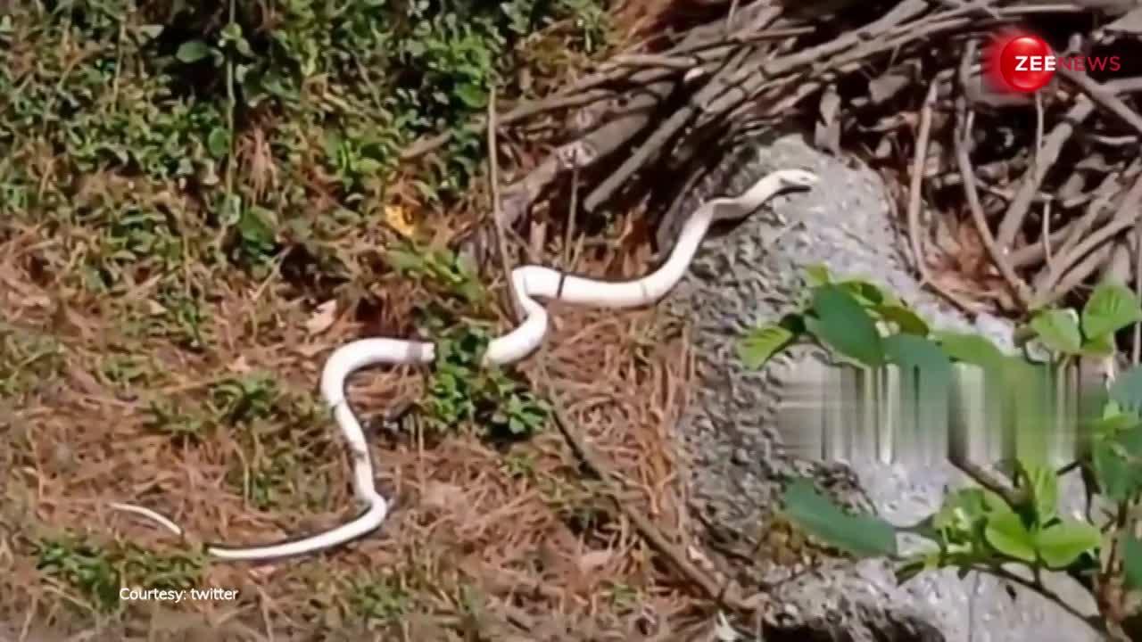 हिमाचल के जंगलों में मिला दूध जैसा सफेद King Cobra, इस बार लोगों को डर नहीं खूबसूरती से हुआ प्यार