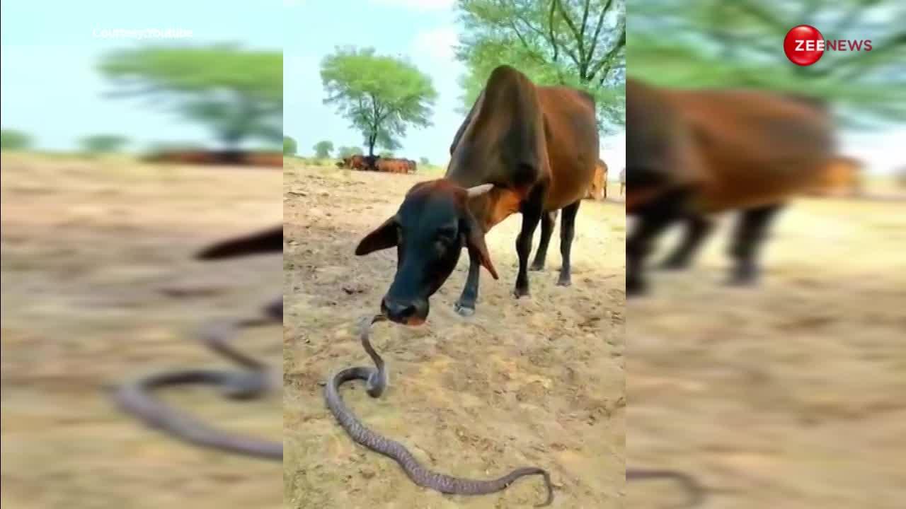 गाय को King cobra पर आया प्यार, चाट-चाटकर करने लगी लाड, हैरान करने वाला वीडियो