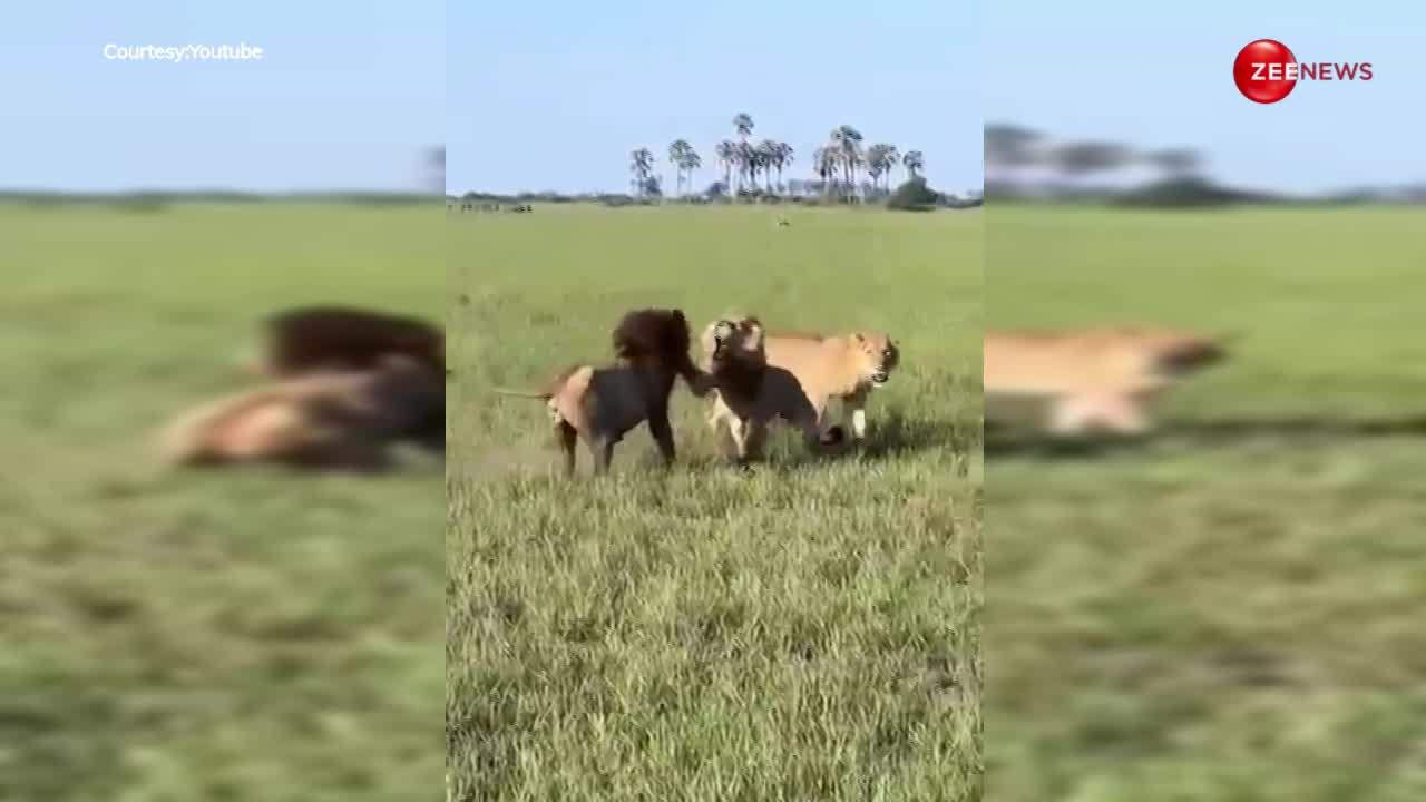 एक शेरनी के प्यार में दो शेर हुए घायल, लड़ाई का वीडियो देख लोग बोले- 'लड़की के चक्कर क्या-क्या करवाता है'