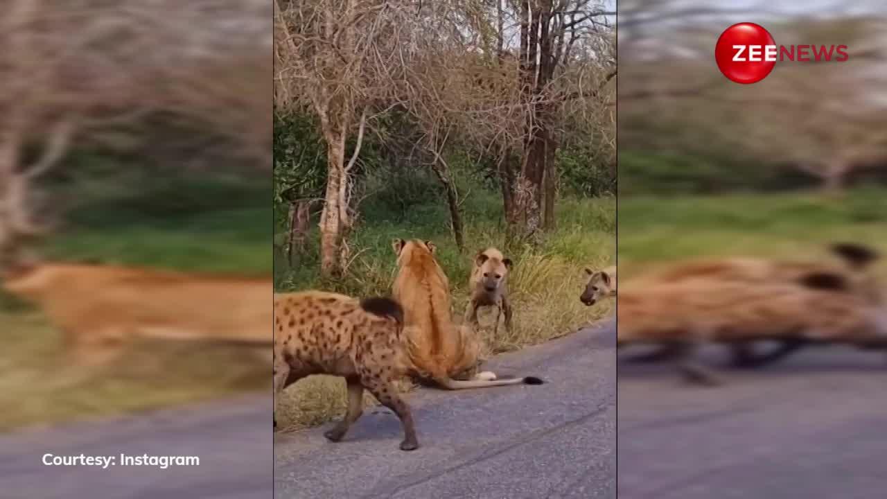 लकड़बग्घों ने किया शेर पर हमला पर शेर की नहीं हुई उन पर गुर्राने तक की हिम्मत, देखें यह खतरनाक वीडियो