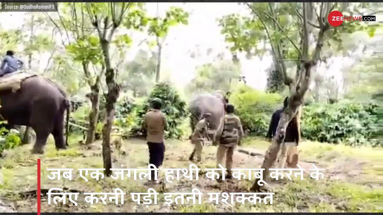 Viral Video: जब बिगड़ गया जंगली हाथी, वन विभाग ने कुछ इस तरह हाथियों की मदद से किया काबू