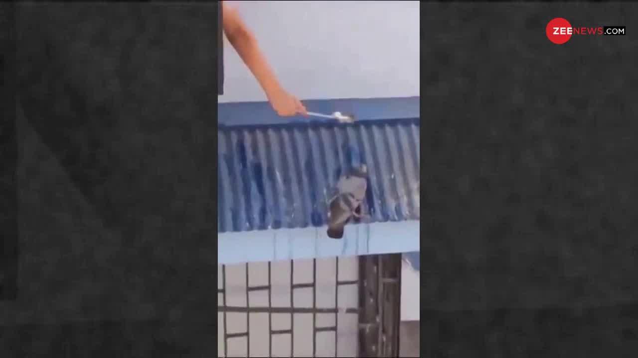 Viral Video: प्यासे कबूतर को पानी पिलाने के लिए बच्चे ने कर दिया ये कारनामा