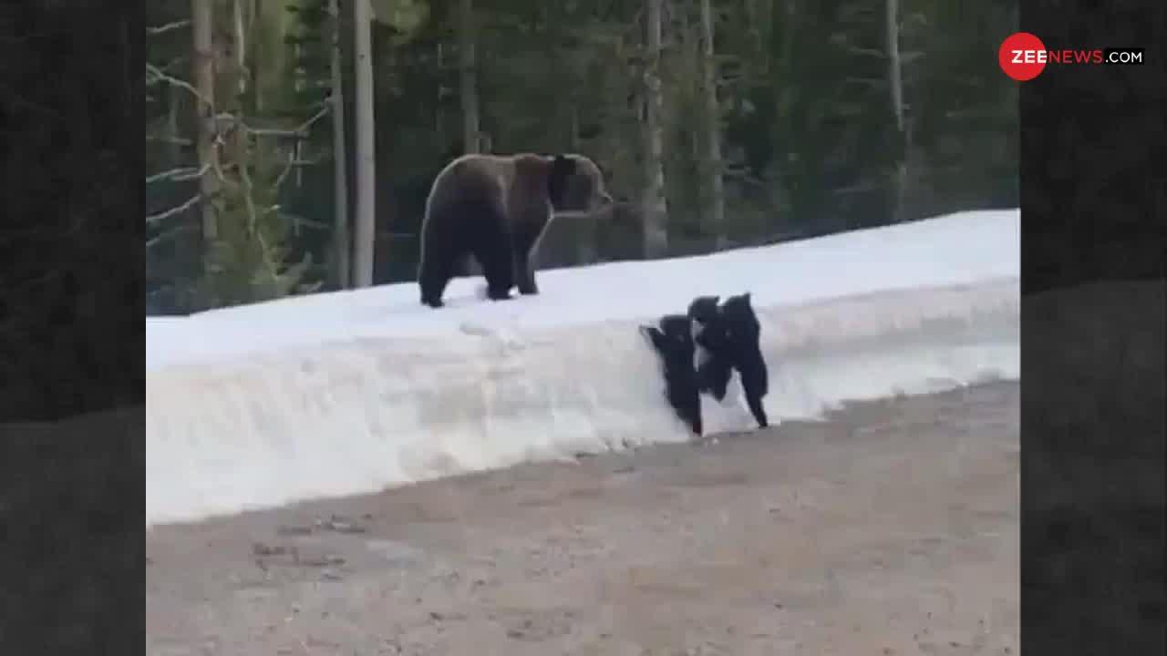 Viral Video: बच्चों को ऊपर चढ़ा रहा था भालू इतने में सामने आई कार, भावुक करने वाला वीडियो वायरल