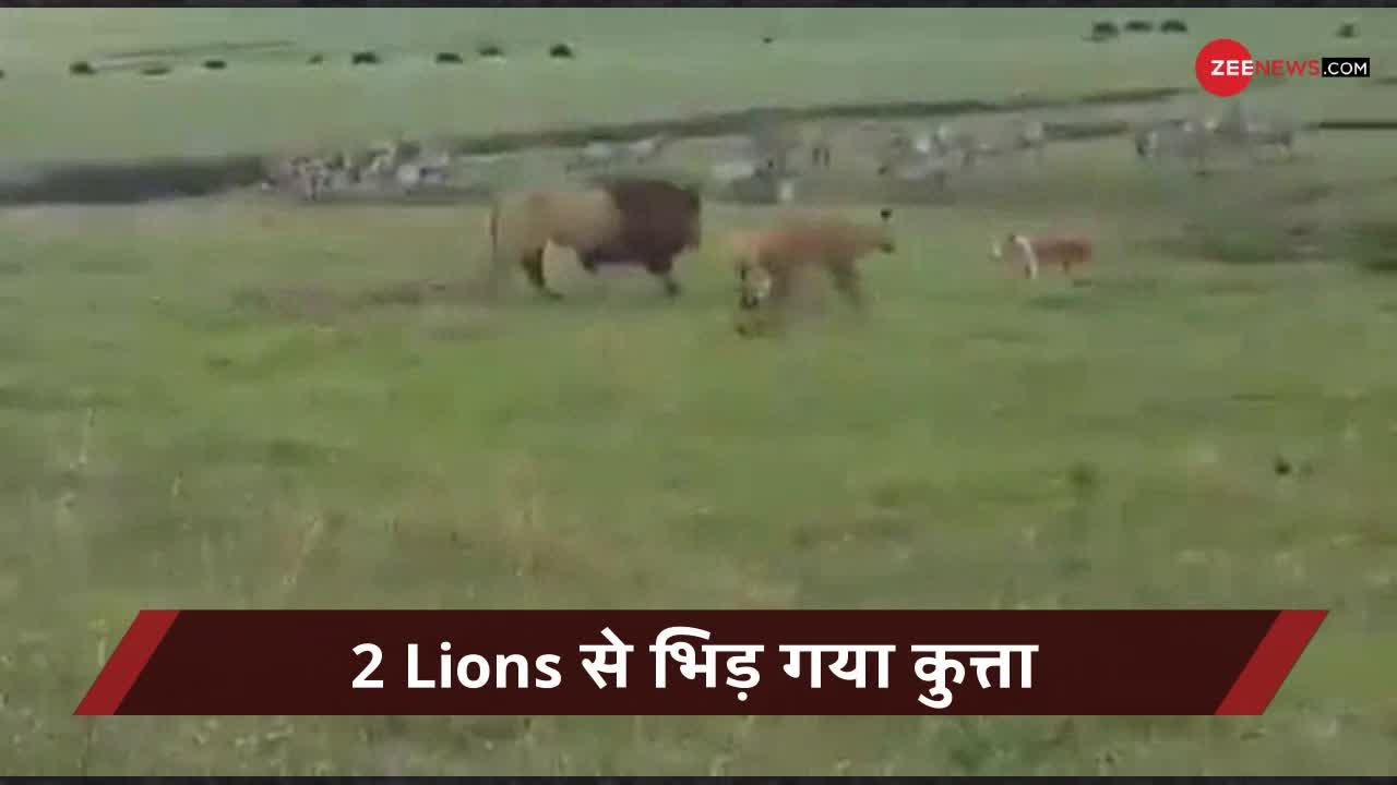 Viral Video: जब 2 शेरों से अकेला भिड़ गया ये कुत्ता, किया जबरदस्त मुकाबला!