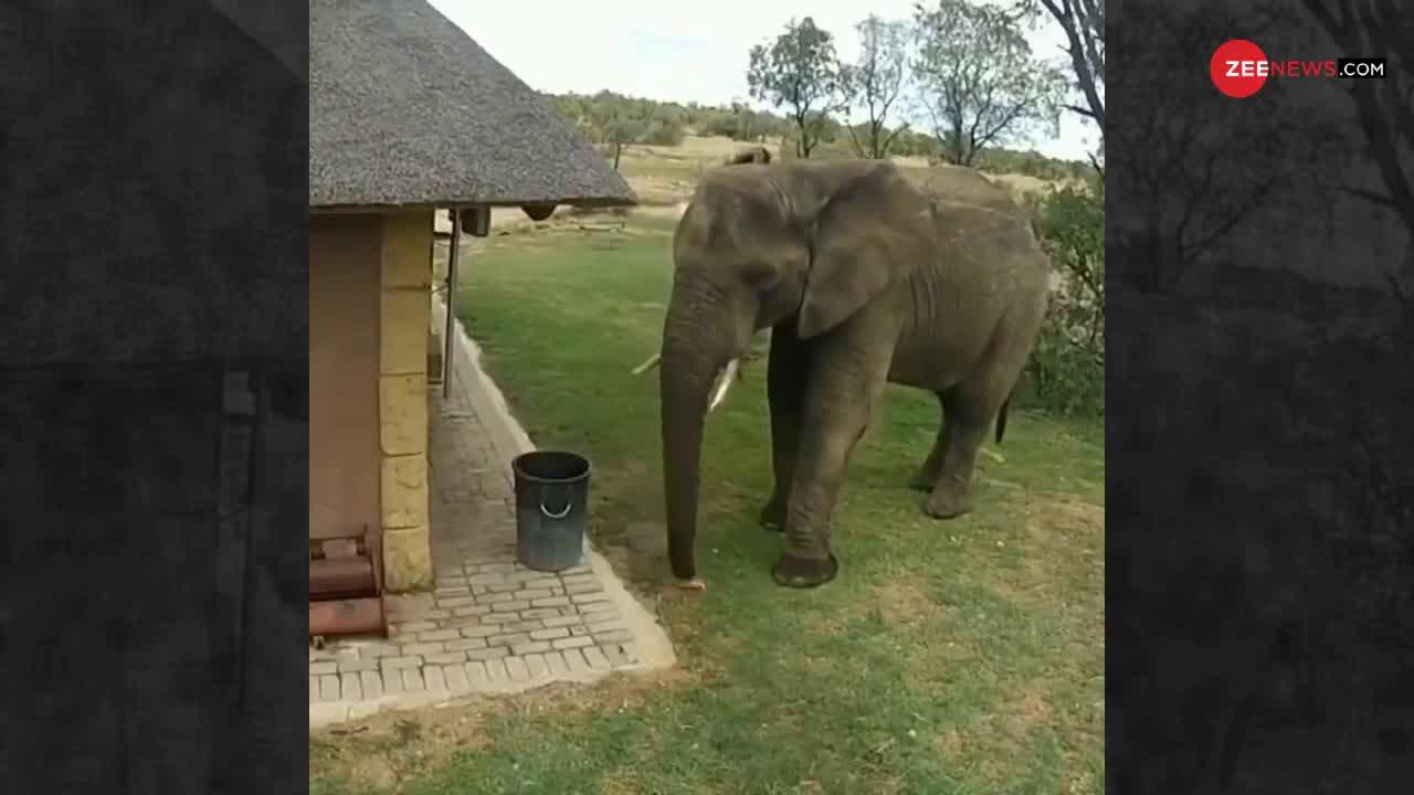 VIRAL VIDEO : कचरा उठाते हुए सामने आया हाथी का ये मजेदार वीडियो