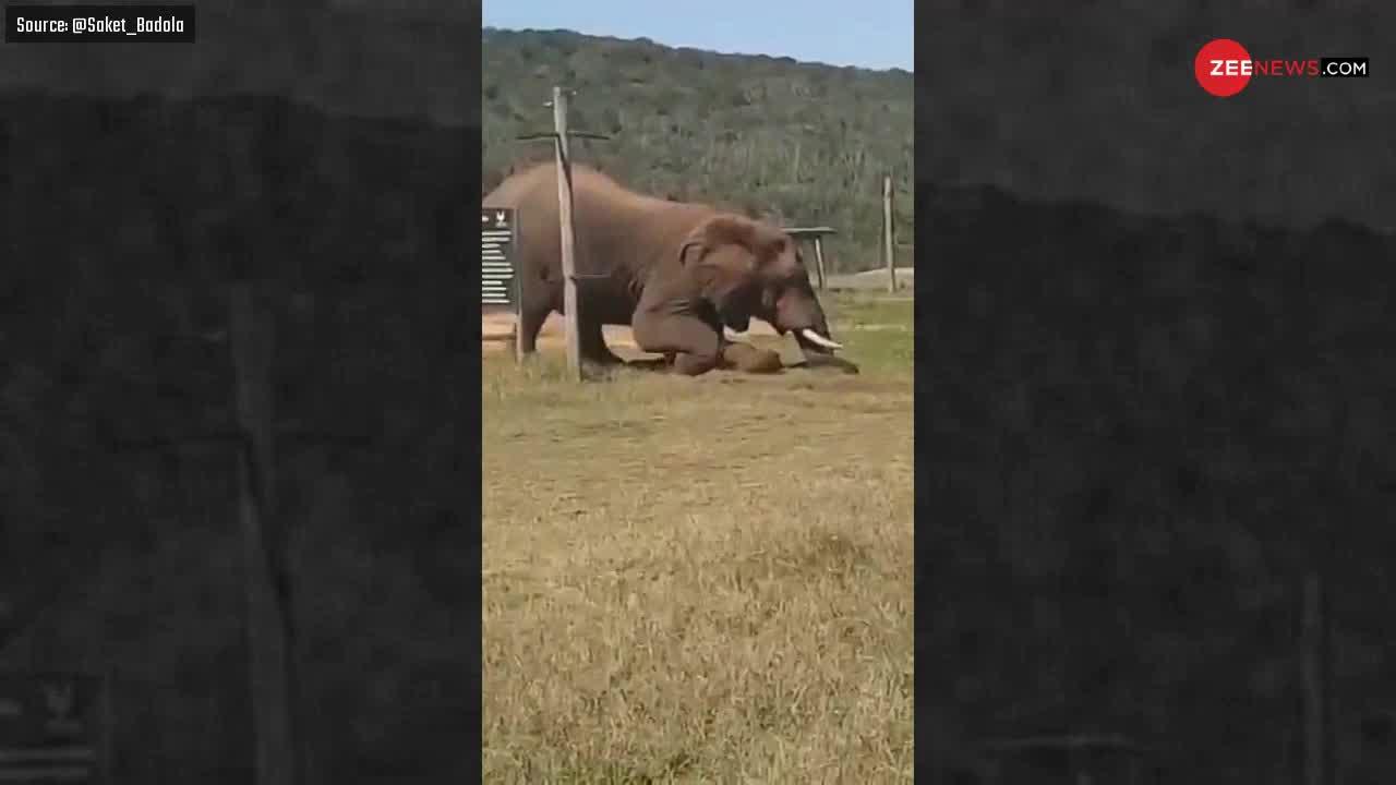 Viral Video: बिजली की तारों से नहीं निकल पा रहा था हाथी, फिर ऐसे लगाया दिमाग..