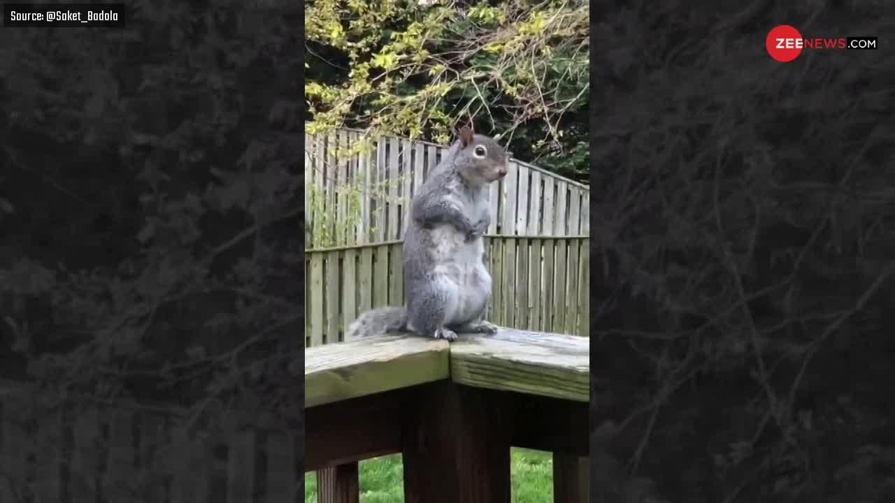 Viral Video: इस गिलहरी की हरकतें देखकर शायद आप भी योग करना शुरू देंगे
