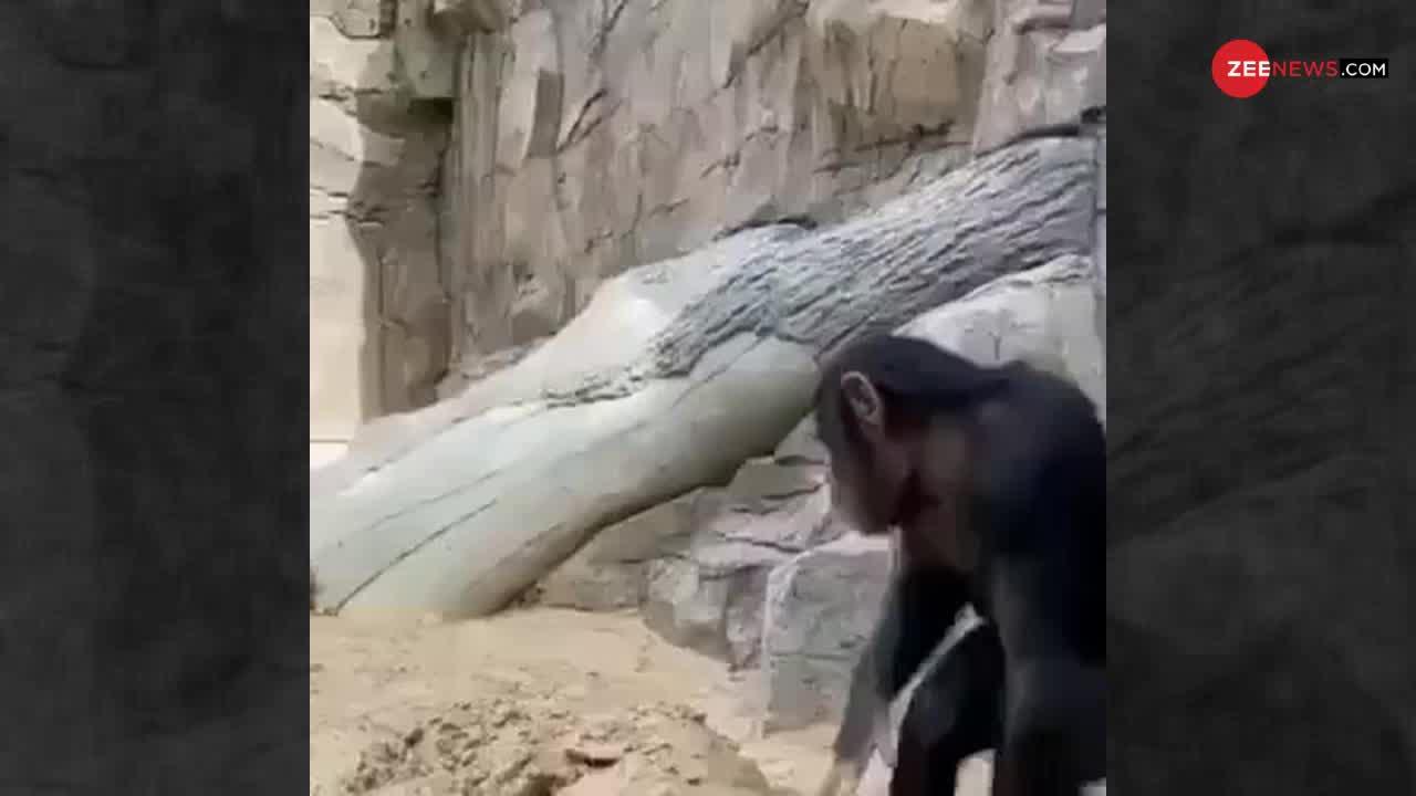 Viral Video: इस एक्शन के बाद बेचारे chimpanzee को खुद पर ही भरोसा नहीं हुआ...
