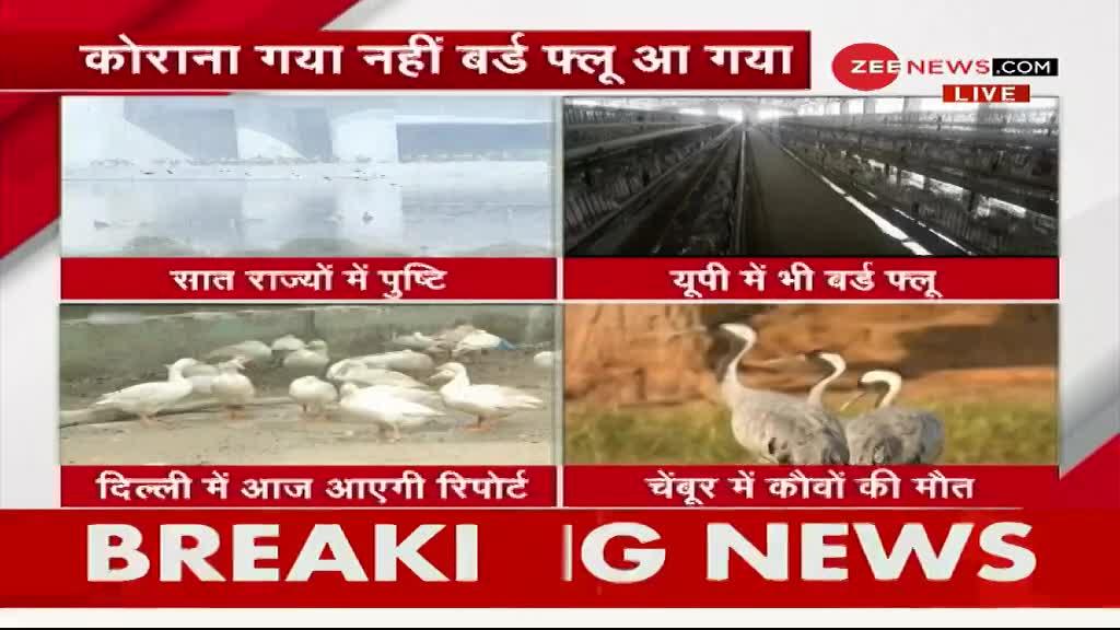 बर्ड फ्लू: दिल्ली की संजय झील में 17 बत्तख मरी मिली, चेंबूर में कौवों की मौत