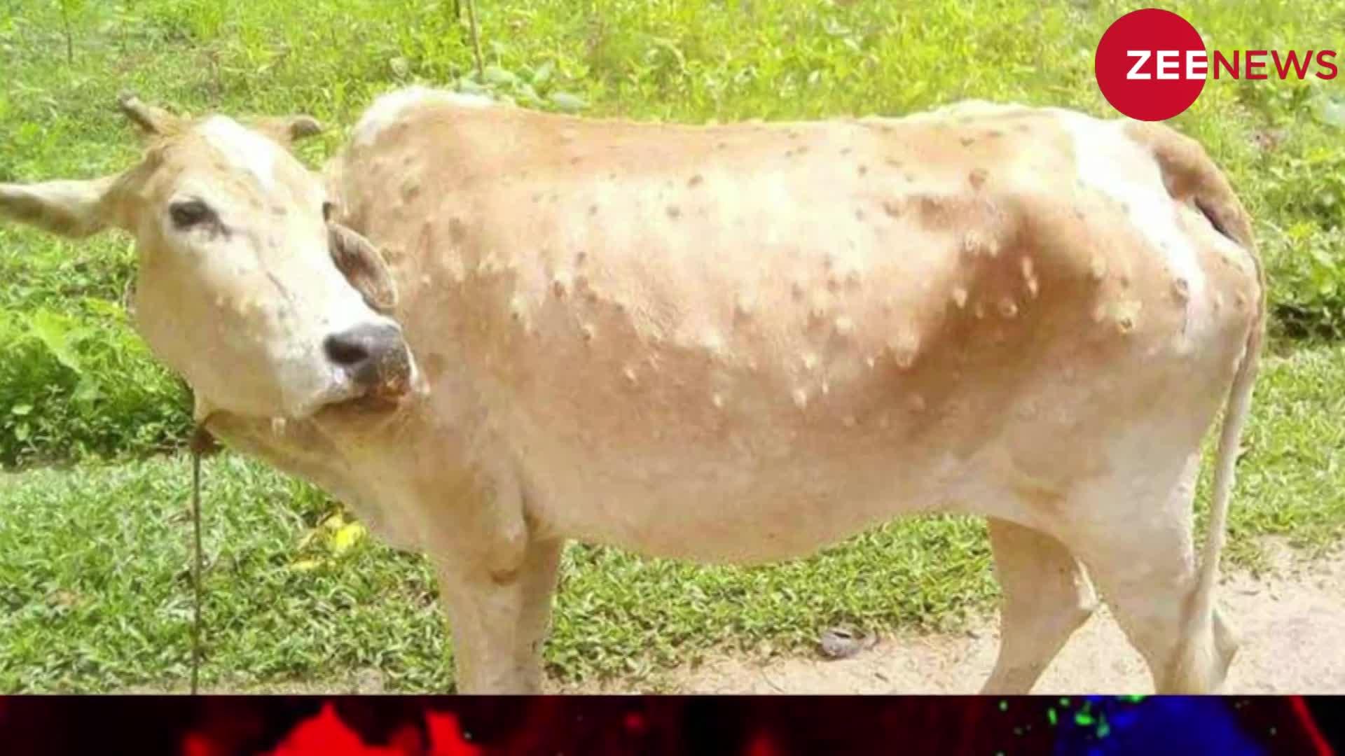 Lumpy Skin Disease: गायों और अन्य मवेशियों में फैल रही है एक खतरनाक बीमारी, गुजरात में कई मवेशियों की हुई मौत