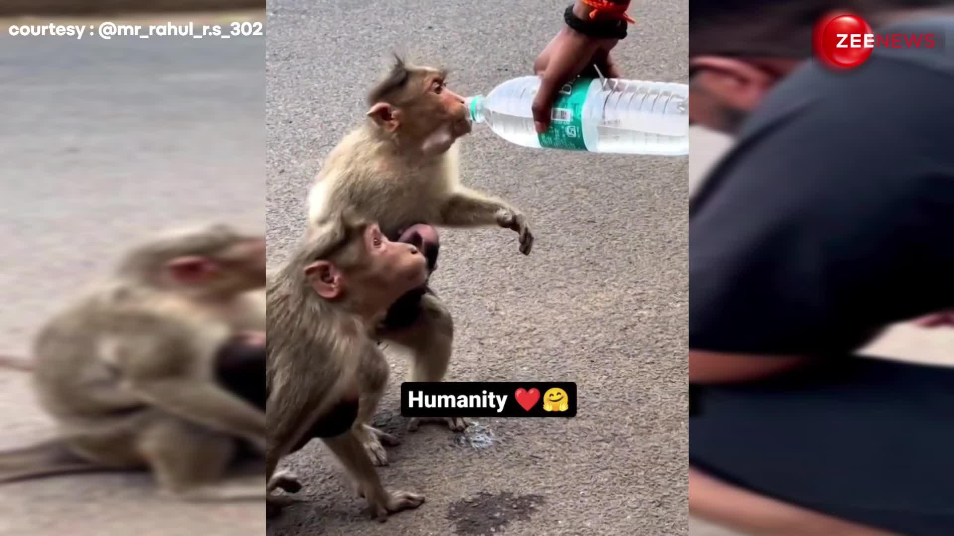 गर्मी से परेशान हुआ बंदर, तो शख्स ने कुछ ऐसे बुझाई प्यास, वायरल हुआ दिल छू लेने वाला VIDEO