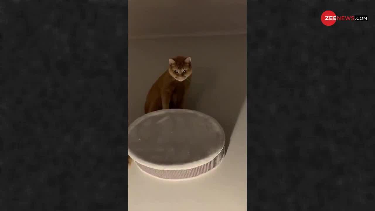 Viral Video: इस बिल्ली को देखकर आप पक्का डर जाएंगे...