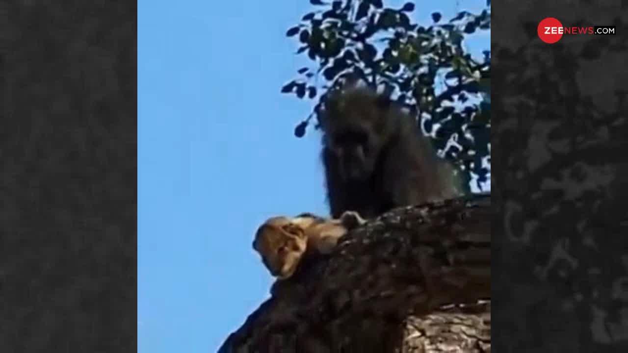 Viral Video: लंगूर ने दिखाई दरियादिली, शेर के बच्चे को पाला