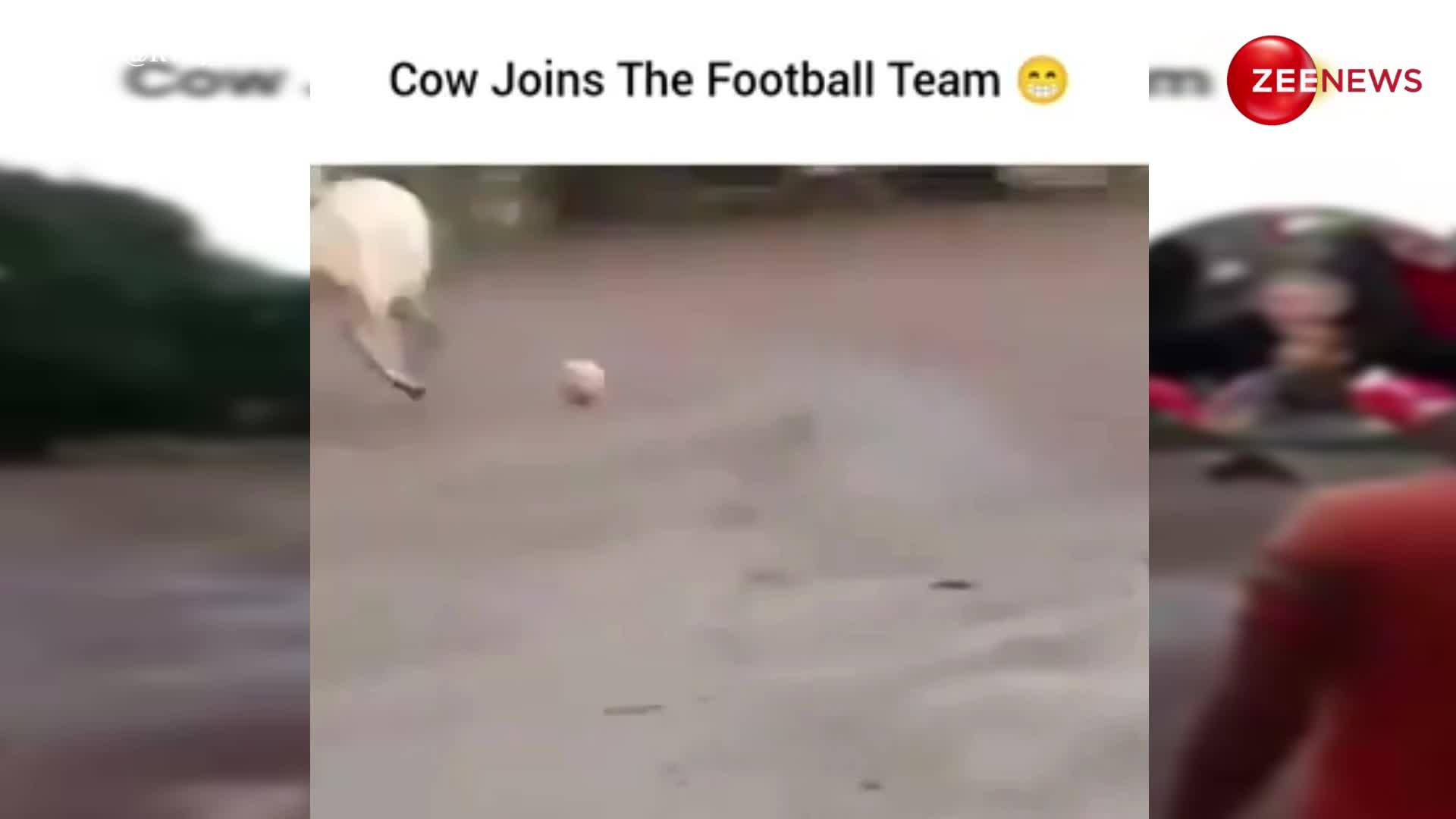 इंसान छोड़ो अब गाय भी फुटबॉल खेल रही है, यकीन नहीं तो देख लो ये वायरल VIDEO