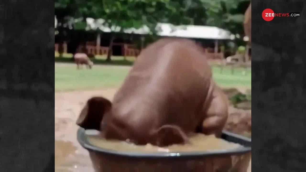 Viral Video: टब में नहाने की यह कोशिश बेहद Cute है!