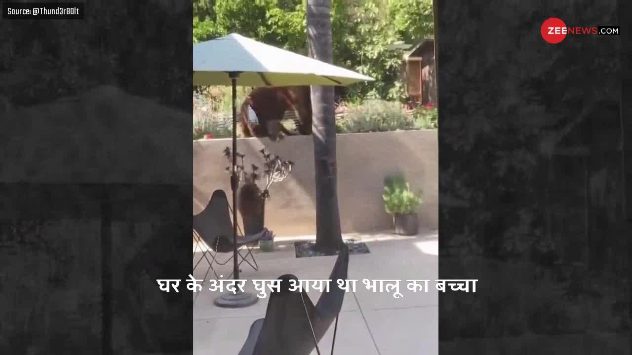 Viral Video: घर के अंदर फंस गया था भालू का बच्चा, मां ने कुछ इस तरह निकाला बाहर