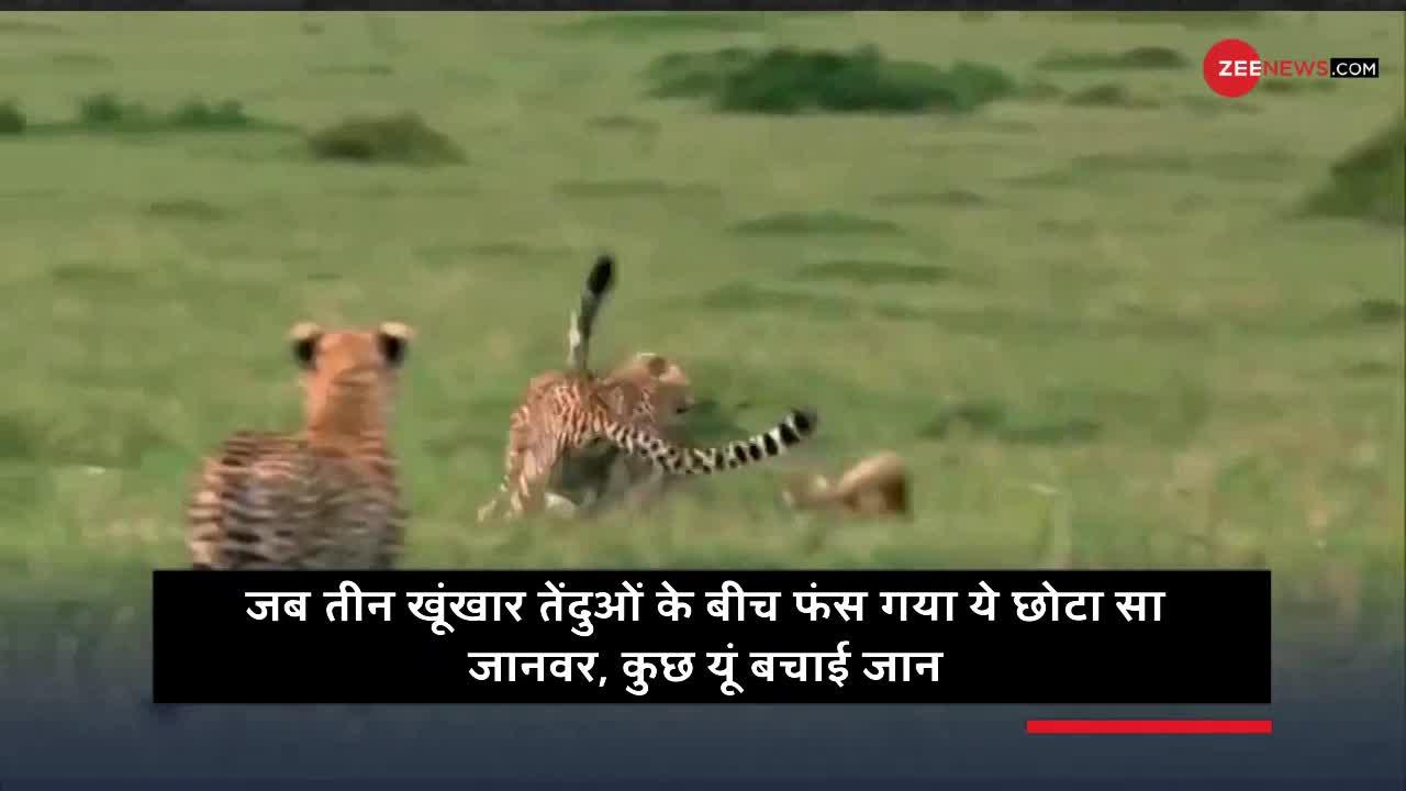 Viral Video: तीन तेंदुओं के बीच फंस गया ये नन्हा सा जानवर, सबकी निकाल दी हेकड़ी