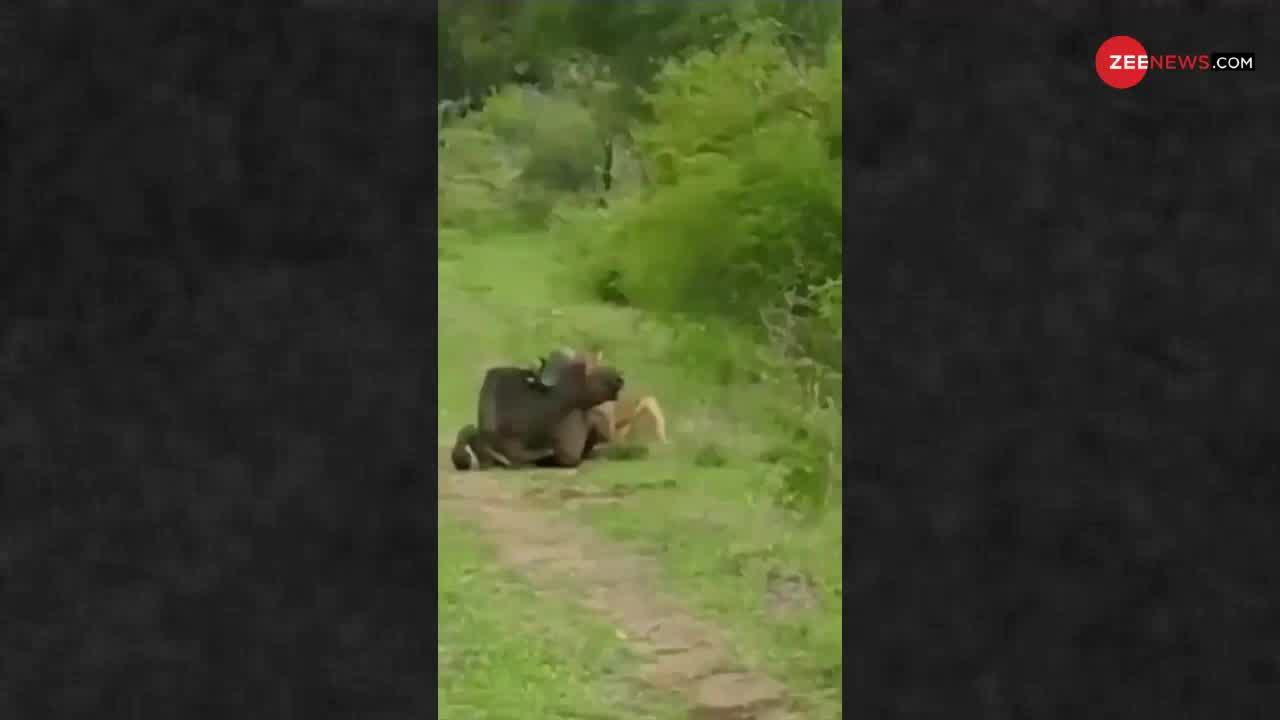 Viral Video : शेर के परेशान करने पर भैंस को आया गुस्सा, पटक-पटक कर धोया