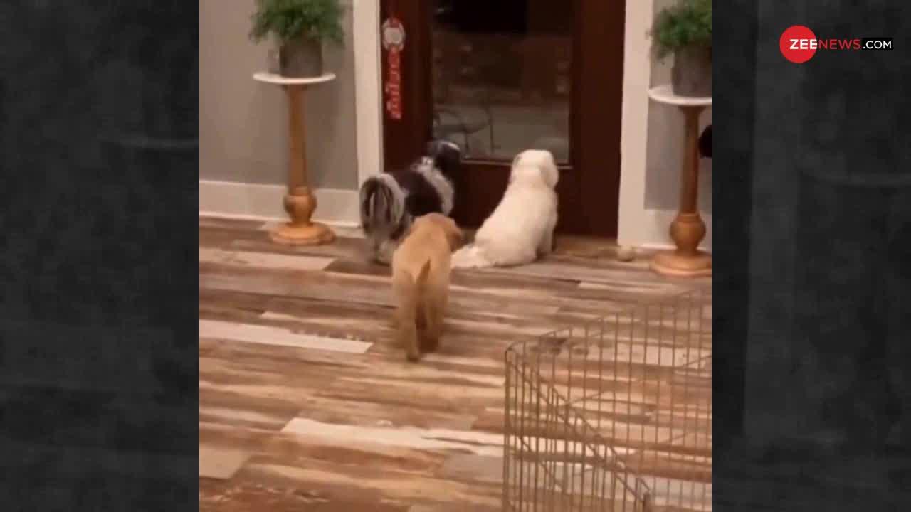Viral Video: Puppy ने ऐसा क्या किया कि इसके बाकी साथी डर गए..