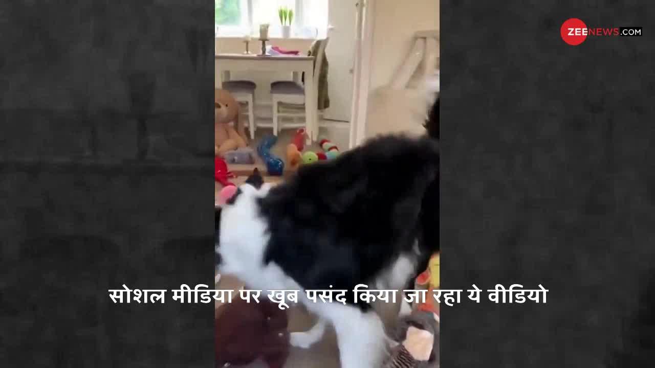 इस Doggy कि बुद्धि के सामने अच्छे अच्छे हो जाएंगे फेल, देखिए ये मजेदार Video