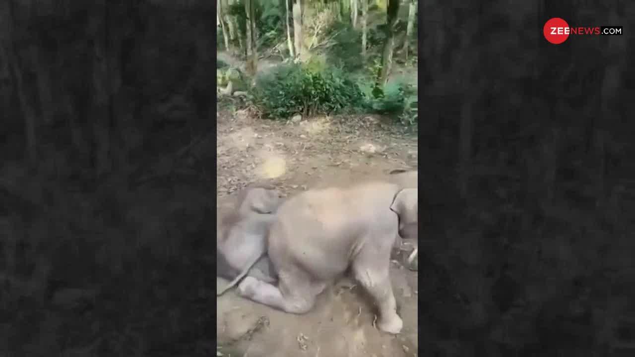 Viral Video : 2 हाथी भाईयों की इस लड़ाई को देखकर आप भी अपनी हंसी नहीं रोक पाएंगे