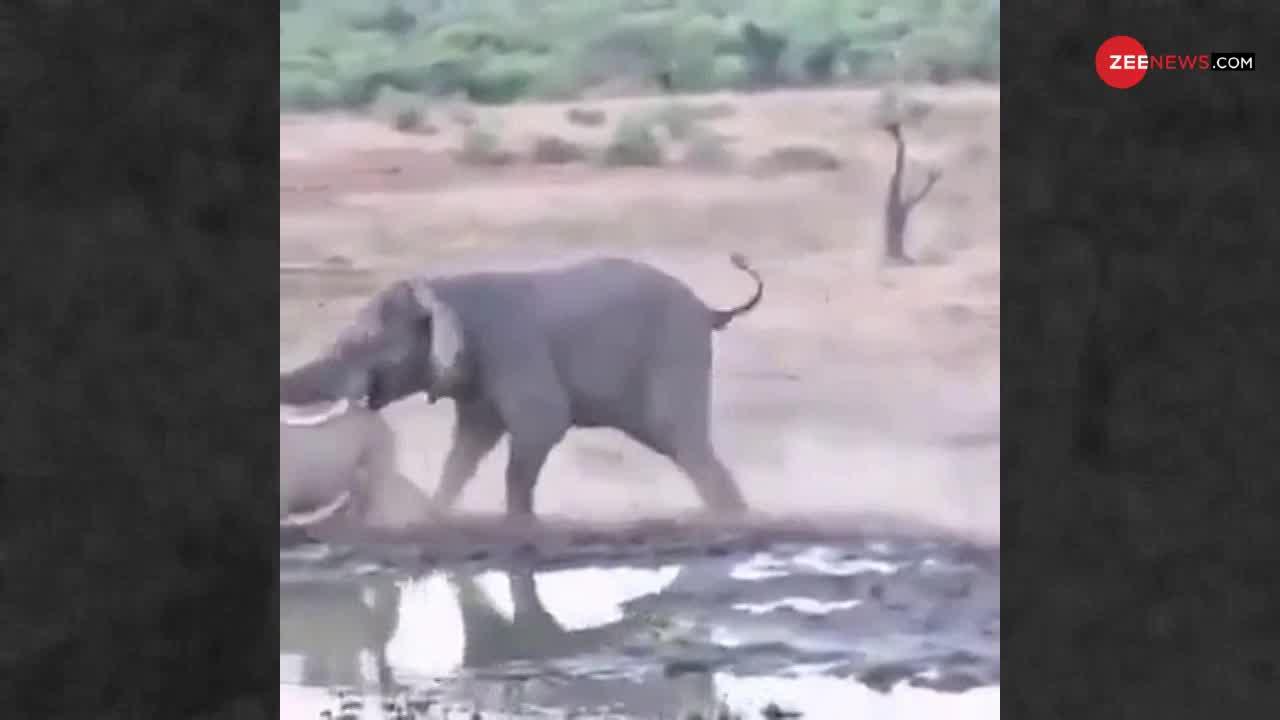 Viral Video: गैंडे को हेकड़ी दिखाना पड़ा महंगा, हाथी ने पटक-पटककर किया अधमरा
