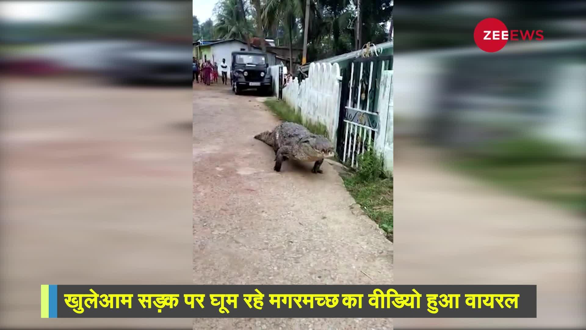 Viral Video: मोहल्ले में घुस गया खतरनाक मगरमच्छ, लेकिन बच्चों का Confidence देखिए