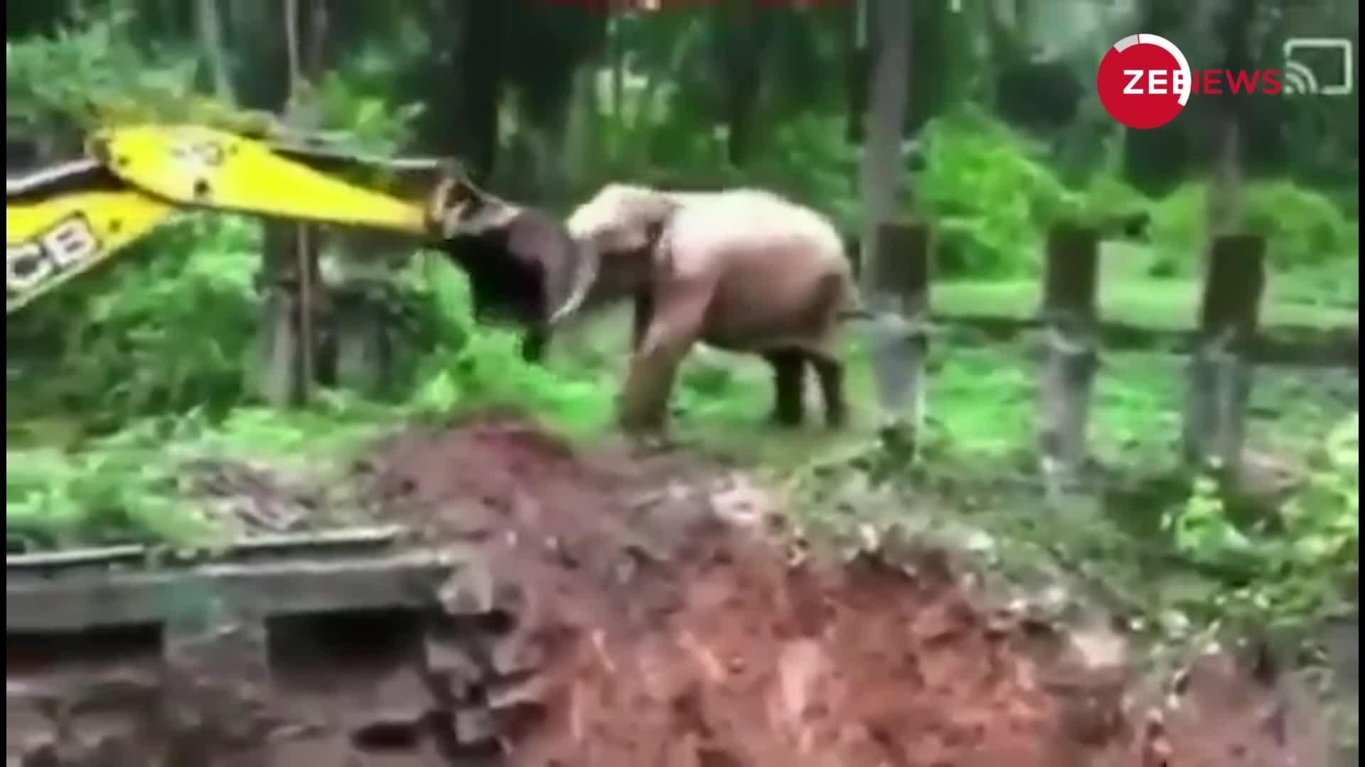Viral Video: गड्डे में फंस गया था हाथी, JCB ने निकाला बाहर, तो फिर गजराज ने ऐसे कहा 'Thankyou'