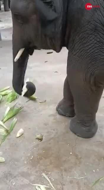 Viral Video: हाथी मज़े से छील-छीलकर खा रहा था भुट्टा, वीडियो ने जीता लोगों का दिल
