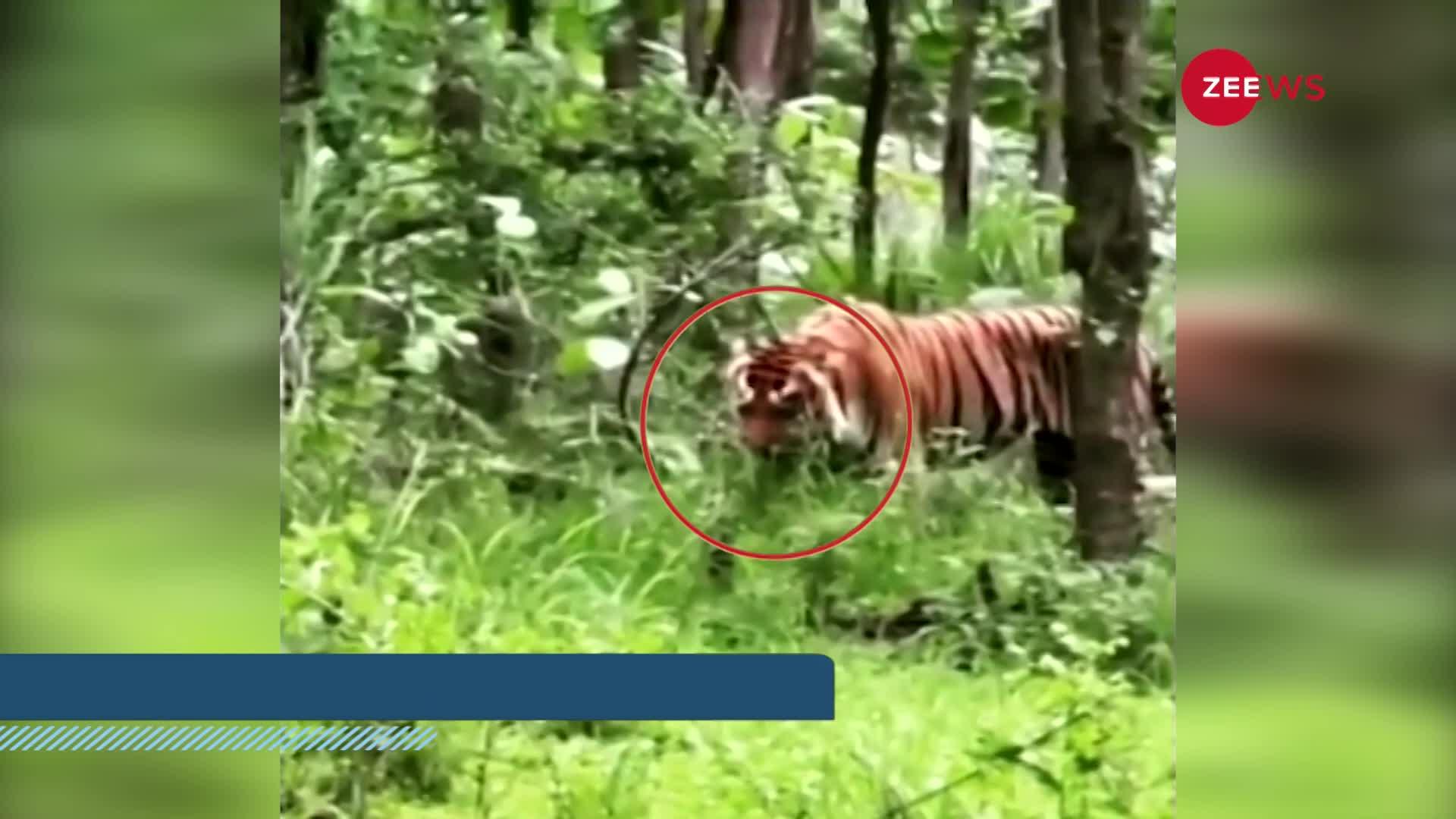 Video: बाघ को क्या हुआ कि खाने लगा 'घास', वीडियो हो रहा जमकर VIRAL