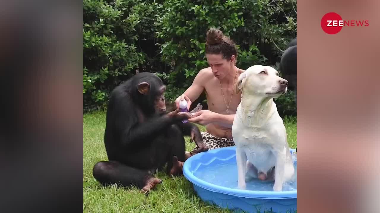 Viral Video: एक कुत्ते को नहलाने के लिए जब युवक की मदद 2 Chimpanzee बंदरों ने की...